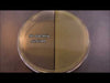 This is a fantastic video that explains the UV effects on bacteria